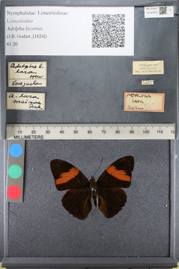 Media type: image;   Entomology 140975